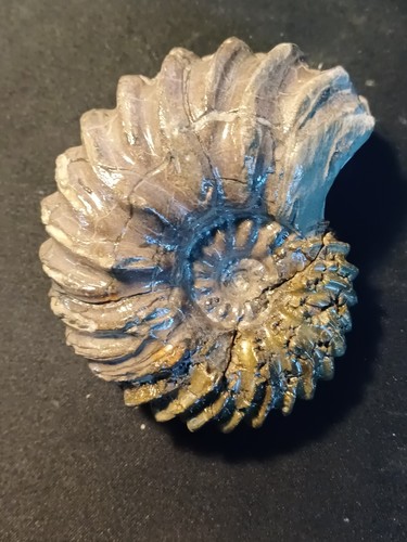 Ammonite hoplites dentatus - ammonite,