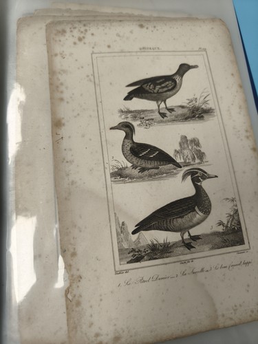 Ancienne gravure xixe - ancienne,