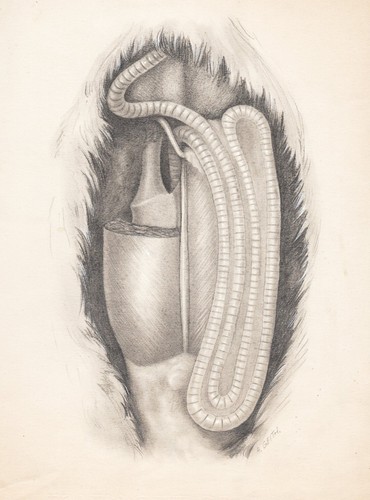 Geith zoologie anatomie - zoologie,