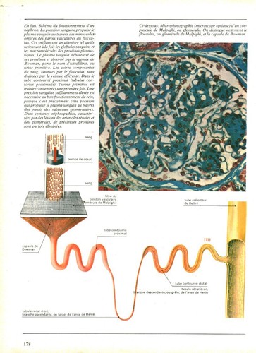Cabinet curiosité anatomie - de,