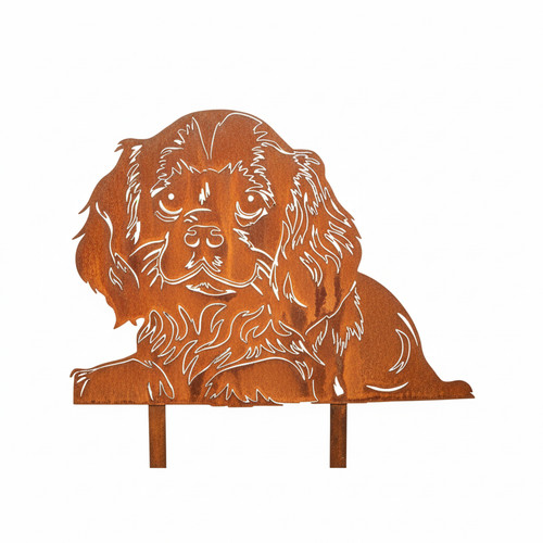 Cavalier king charles - cavalier,
