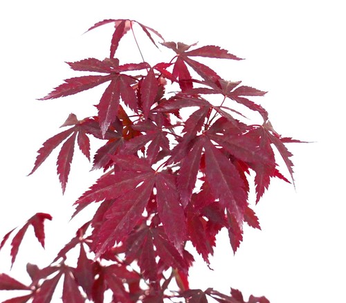 Acer palmatum deshojo - acer, cv