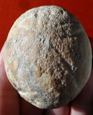 OURSIN FOSSILE D'ITALIE , ECHINOLAMPAS