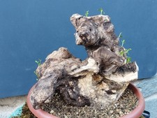 Bonsaï olivier 30 x 30 cm en