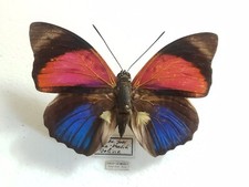 Agrias claudina ssp. lugina