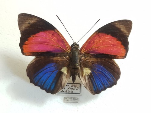 Agrias claudina ssp lugina - ssp.,