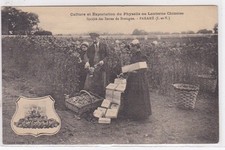 PARAME : culture et exportation du Physalis ou lanterne chinoise - société d