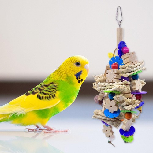 Perroquet oiseau mâcher - oiseau, À