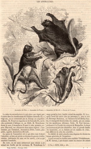 Animal anomalure pele pel - anomalure, de