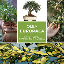 Olivier - Olive - Olivier 10 Graines / Pack (Olea Europaea)