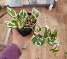 Epipremnum ‘N’Joy’ – Feuillage panaché crème et vert, plante compacte