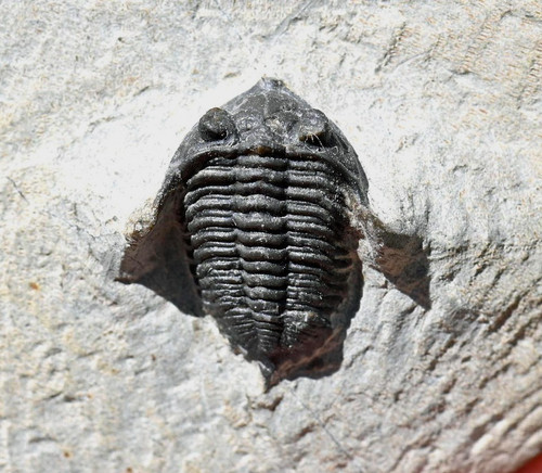 Trilobite fossil cryphina sp - fossil,,