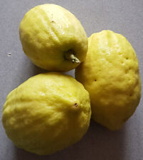 Citrus medica 'Diamante' greffé sur Poncirus trifoliata / Cédratier Diamante ...