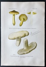 1891 - Planche couleur