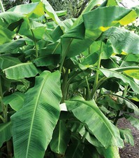 Collection de 6 bananiers