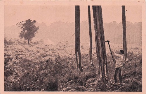 Les landes resinier au - resinier,