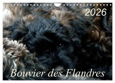 Bouvier des Flandres