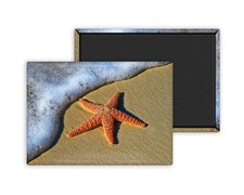 Etoile de mer sur la