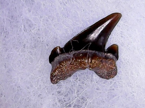 Shark tooth dent - shark, requin