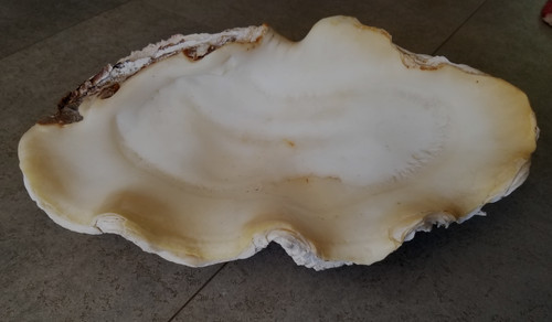 Coquillage bénitier blanc - bénitier,