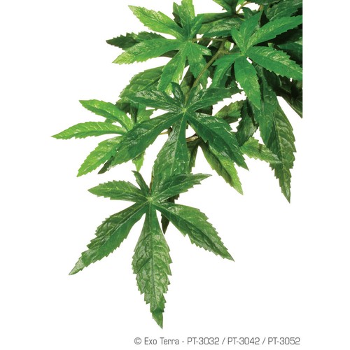 Exo terra abutilon plante - terra,
