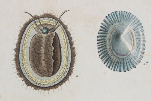 Molluscs engraving animal - molluscs,