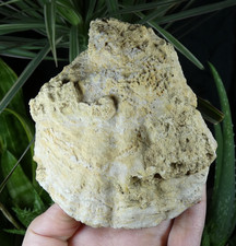 Fossile Huître Ostrea