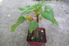 720 : impatiens niamniamensis mpc6