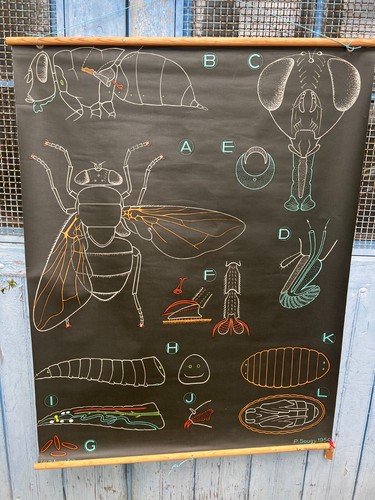 Affiche ancienne scolaire - ancienne,