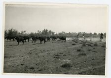 PHOTO photographie août 66, CAMARGUE le tri commence manadier taureau