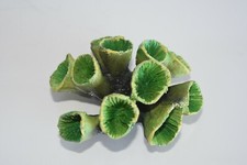 Décoration De Corail