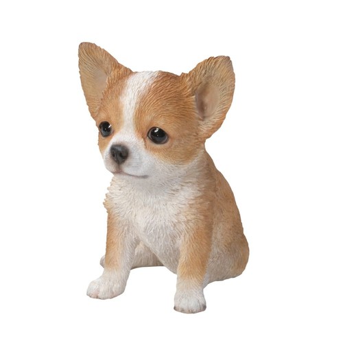 Brown white chihuahua puppy - white,