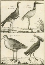 Oiseau Kamichi Jabiru Coureur