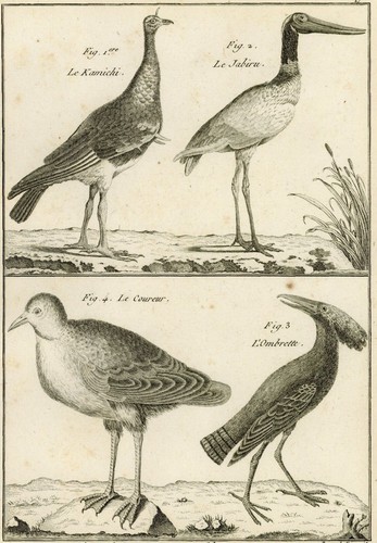 Oiseau kamichi jabiru - kamichi, coureur