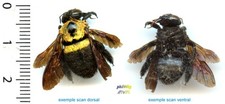 Abeille / Bee - XYLOCOPA