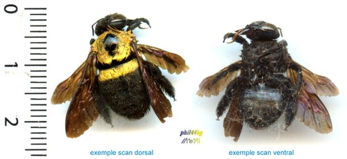 Abeille bee xylocopa - /,