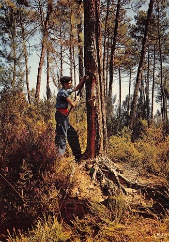 Foret gascogne le - foret,