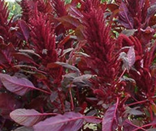 L’Amarante étalée,Amarante couleur de sang,Amarante rouge,Amarante paniculée