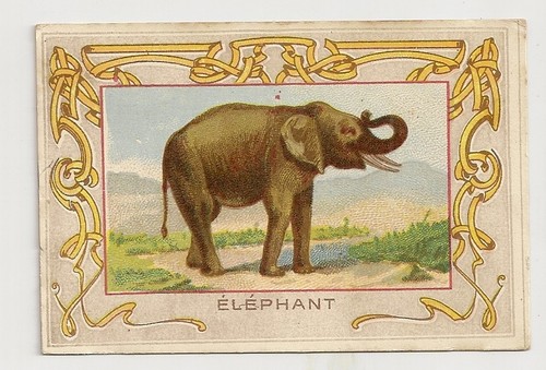 Chromo animal elephant - chromo,