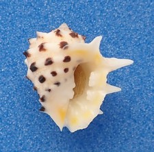 Coquillage de collection : Drupa ricinus arachnoides AO (Muricidae, Polynésie)