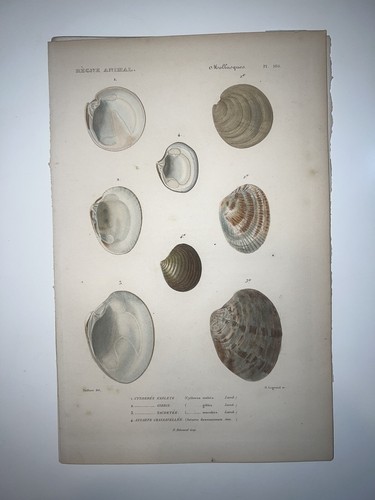 1836 regne animal hand colored - 1836,