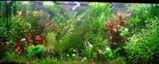 PROMO lot 80 plantes aquarium 13 variétés a racines et tiges +3 clado gratuites