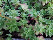 5 Plants Ou Boutures De Sedum