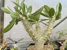 Pachypodium Horombense - Caudex Adenium Succulent