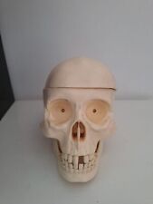  Crâne humain modèle scientifique vintage 