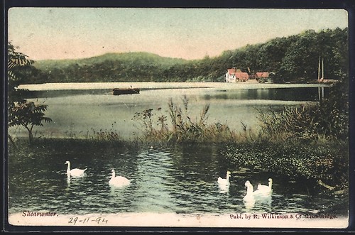Carte postale shearwater - postale,