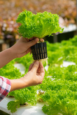 Lot de 25/50 pots filet 2" ABS réutilisables pour hydroponie, plantes, pépinière