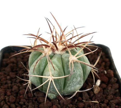 Echinocactus horizonthalonius