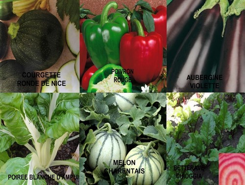 Graines legumes bio - graines,