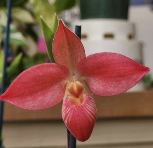 Spike phragmipedium - in, spike!